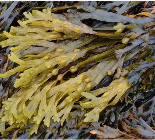 Bladderwrack