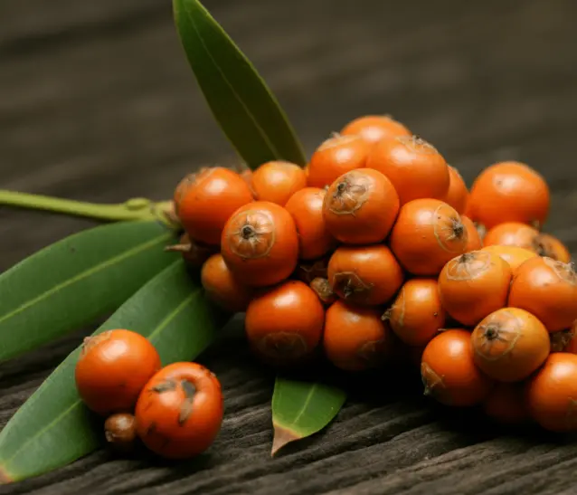 Saw Palmetto